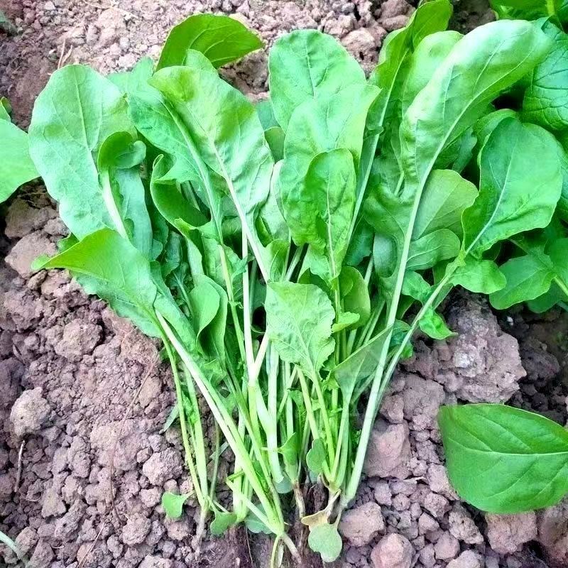 正宗东北新鲜臭菜大叶臭菜蘸酱菜新鲜蔬菜全国发货
