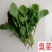 正宗东北新鲜臭菜大叶臭菜蘸酱菜新鲜蔬菜全国发货