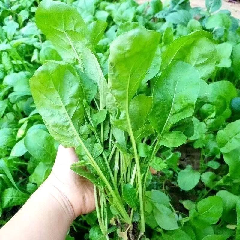 正宗东北新鲜臭菜大叶臭菜蘸酱菜新鲜蔬菜全国发货