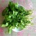 正宗东北新鲜臭菜大叶臭菜蘸酱菜新鲜蔬菜全国发货