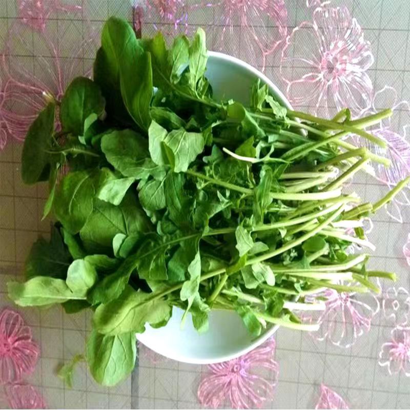 正宗东北新鲜臭菜大叶臭菜蘸酱菜新鲜蔬菜全国发货