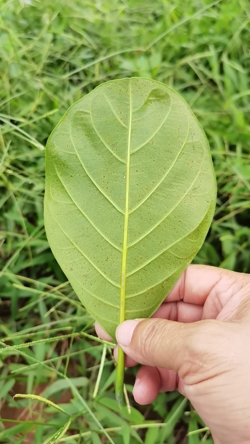 印泥红菠萝蜜果苗
