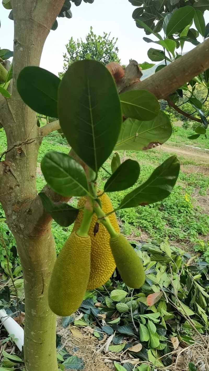 印泥红菠萝蜜果苗