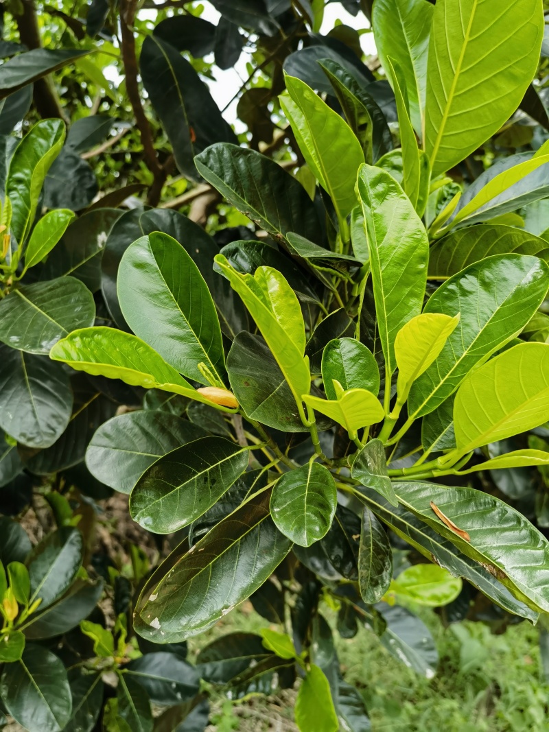 印泥红菠萝蜜果苗