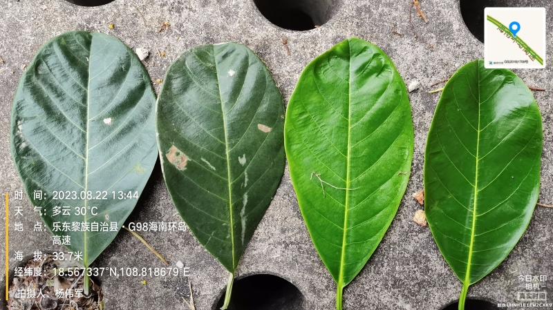 印泥红菠萝蜜果苗