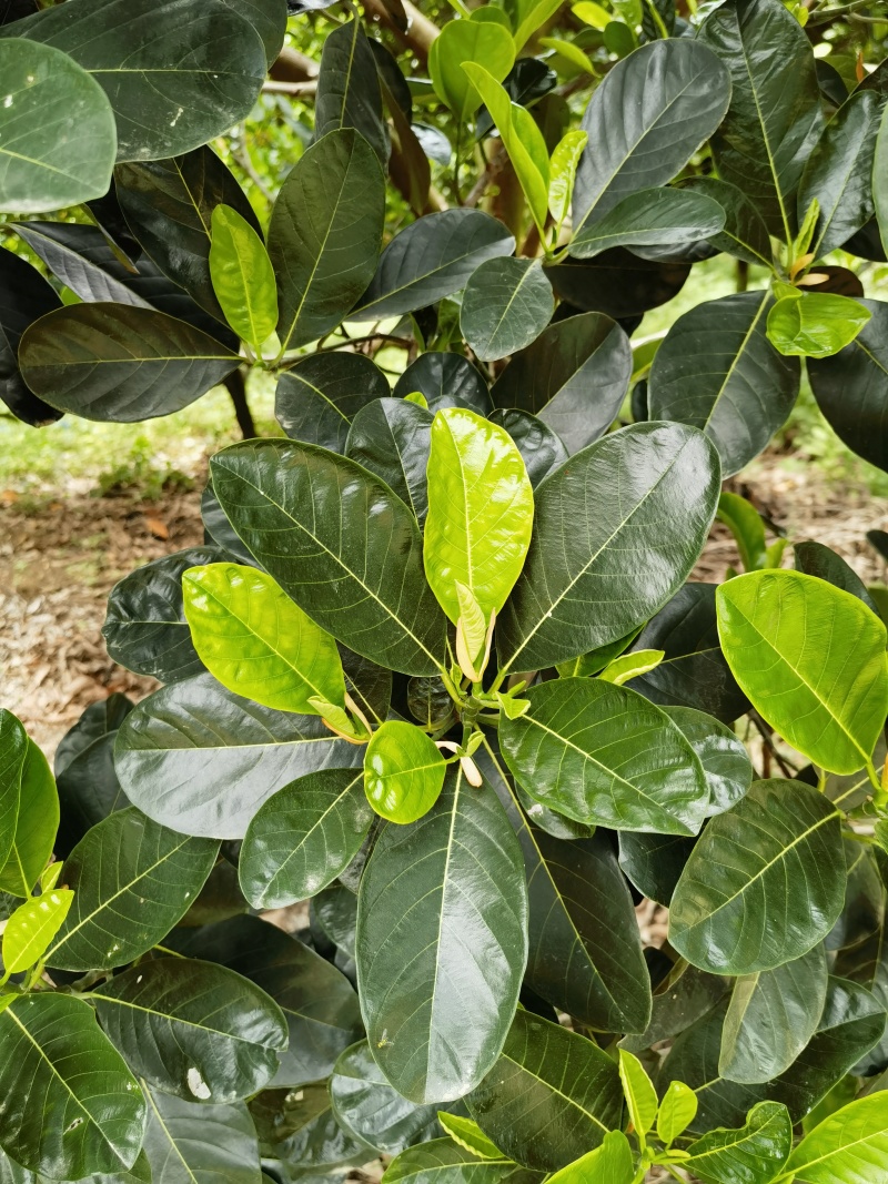 印泥红菠萝蜜果苗