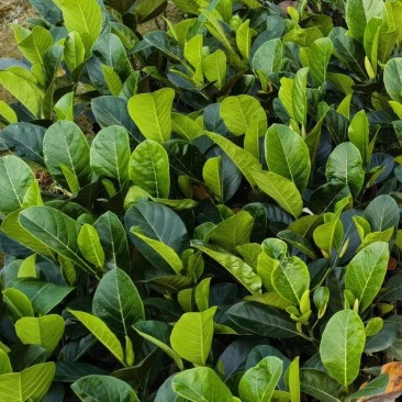 印泥红菠萝蜜果苗