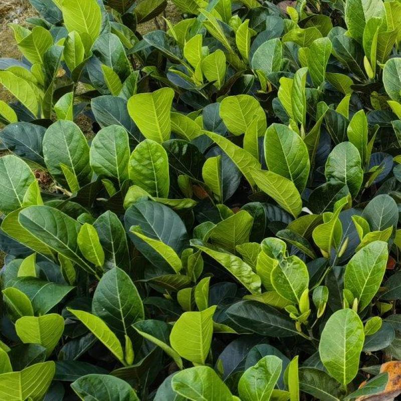 印泥红菠萝蜜果苗