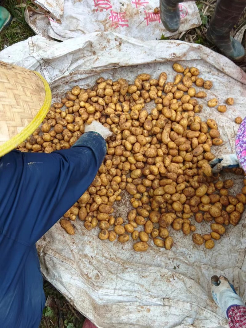 精挑细选迷你版小土豆