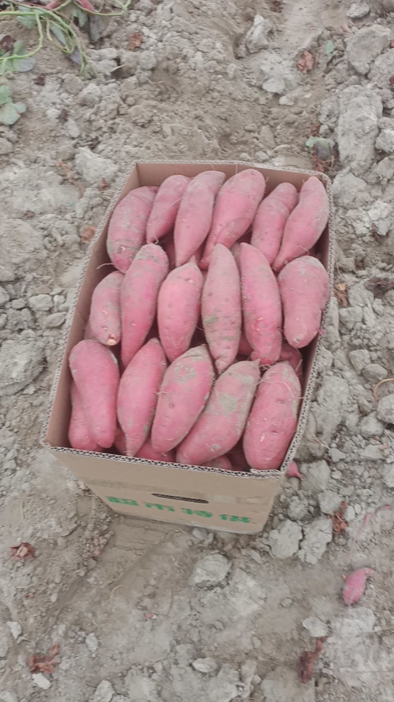 半沙地西瓜红，精品西瓜红，市场货，皮毛光滑，条形精品