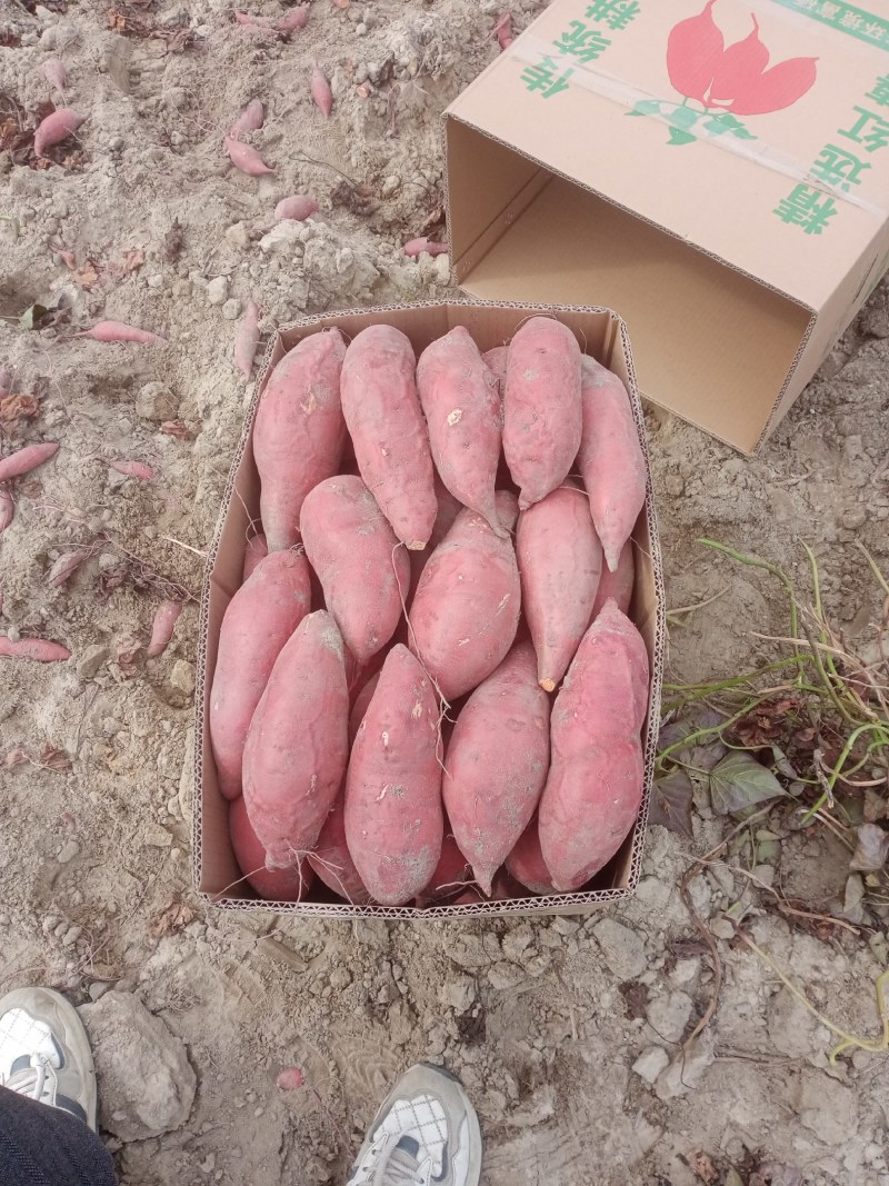半沙地西瓜红，精品西瓜红，市场货，皮毛光滑，条形精品
