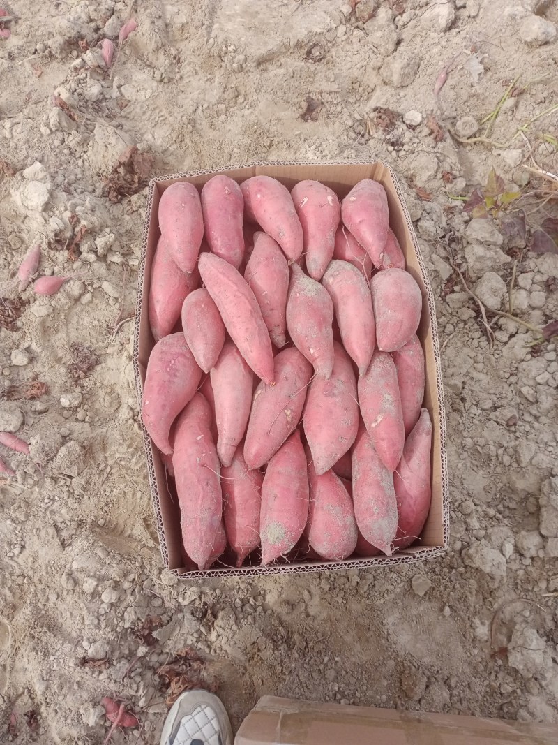 半沙地西瓜红，精品西瓜红，市场货，皮毛光滑，条形精品