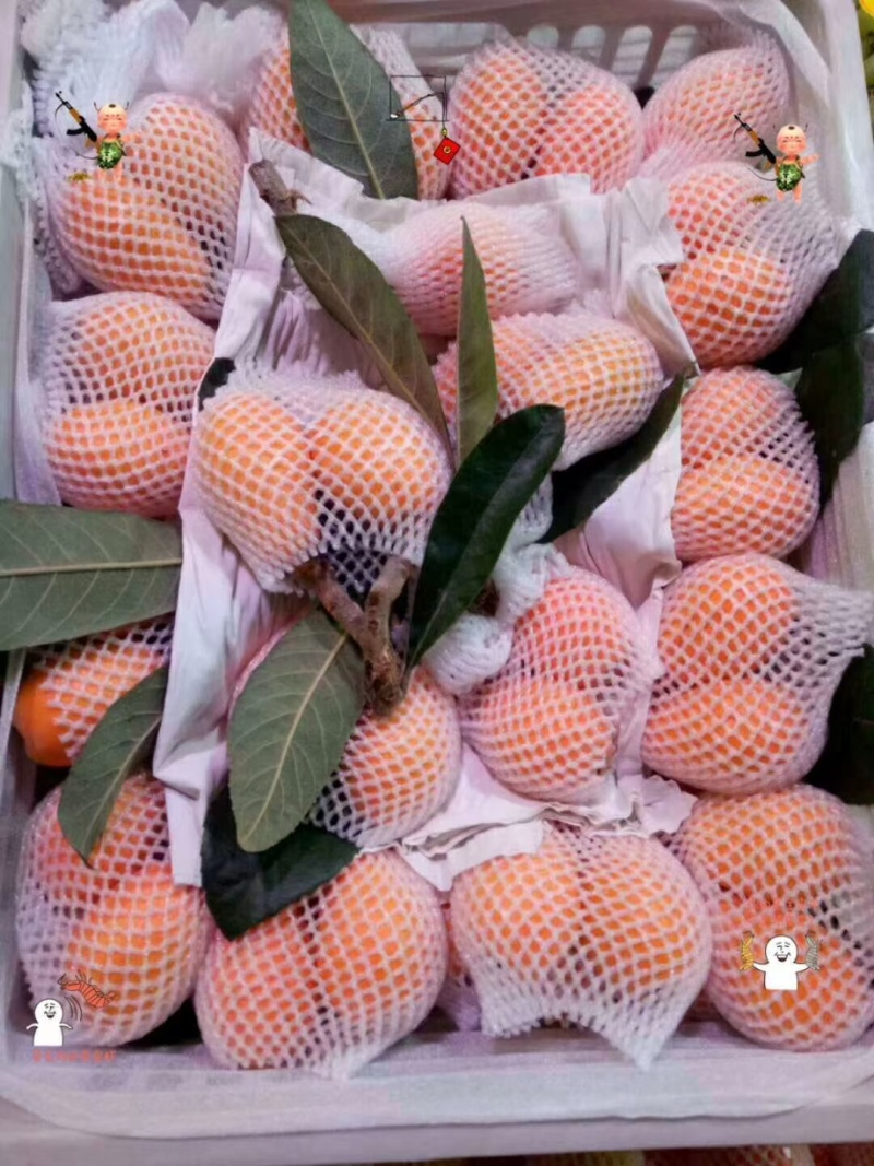 产地枇杷直销