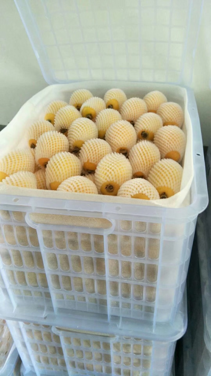 产地枇杷直销