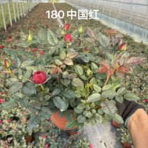 欧月玫瑰花180盆月季花品种多多