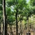 【红花玉蕊】根系发达成活率高全国代发欢迎老板电话联