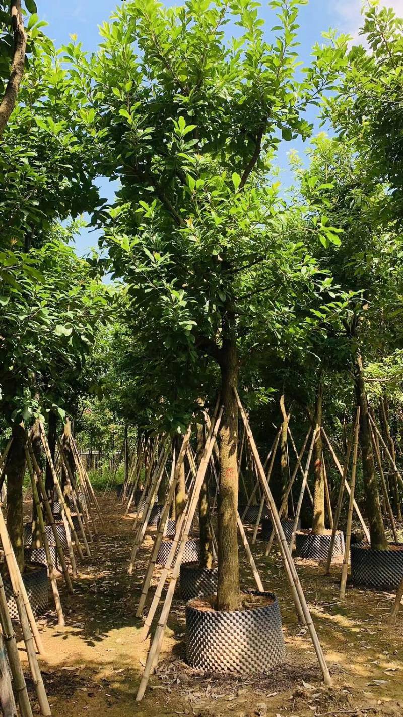 【红花玉蕊】根系发达成活率高全国代发欢迎老板电话联