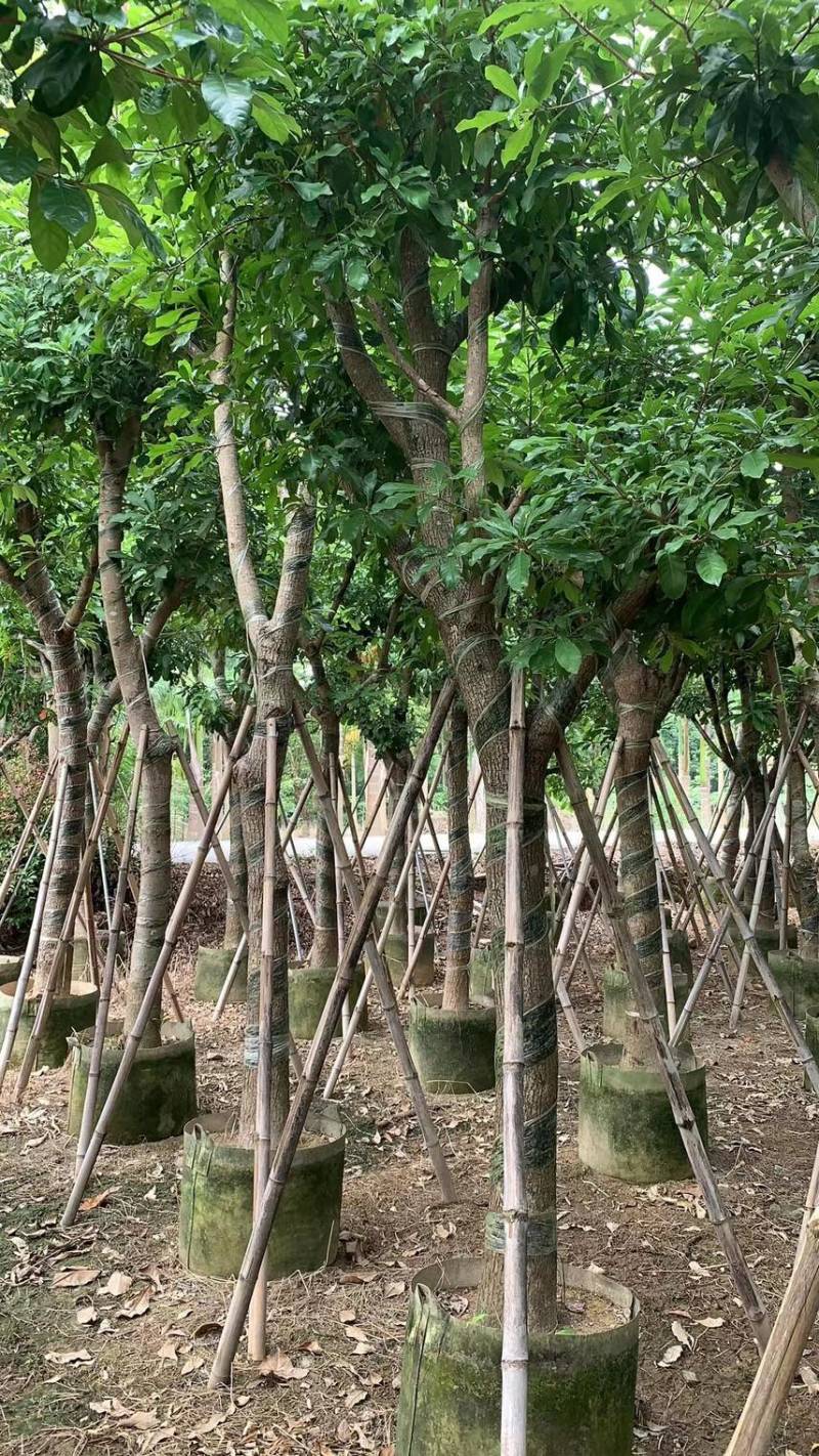 【红花玉蕊】根系发达成活率高全国代发欢迎老板电话联