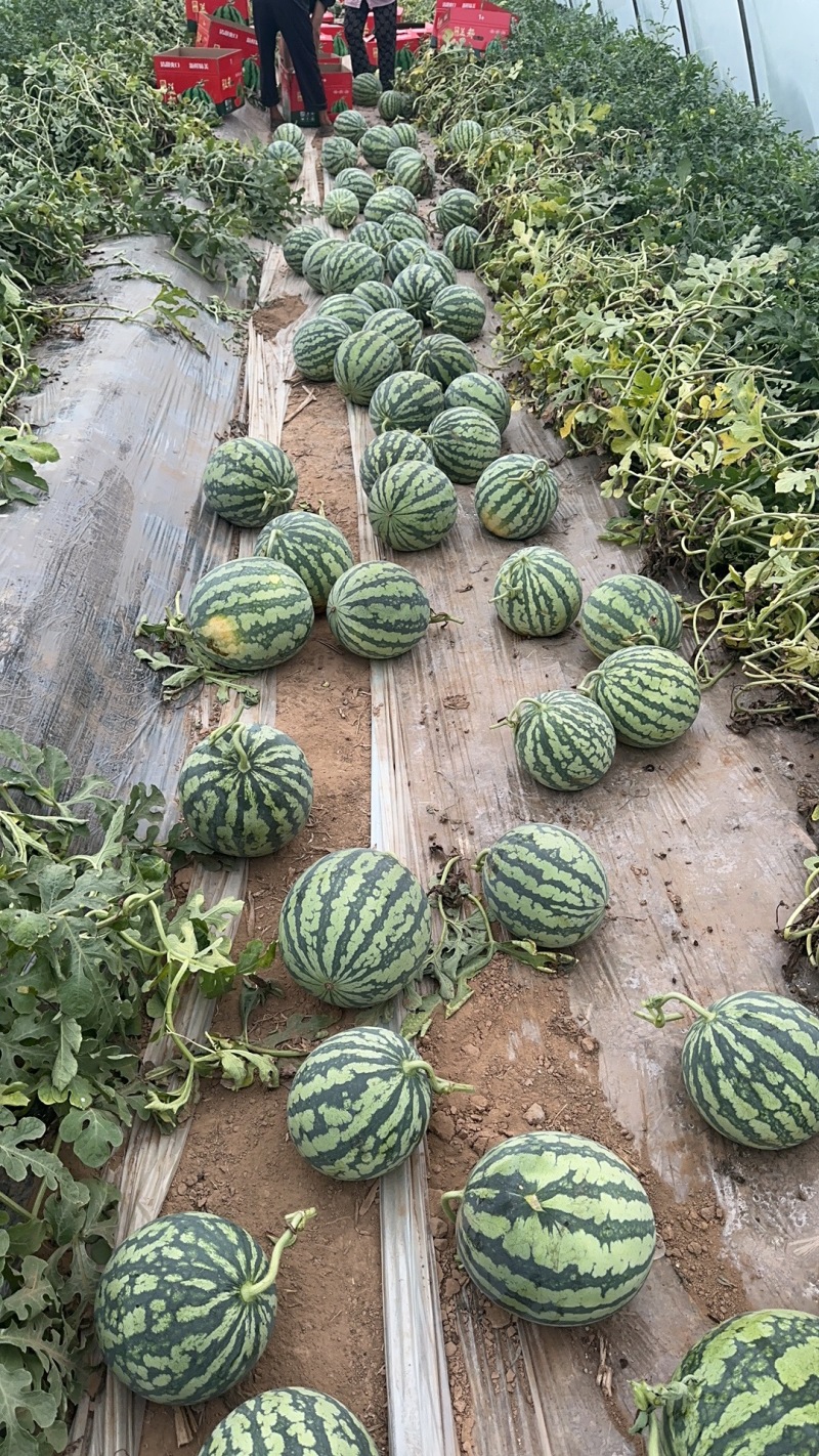 河南夏邑.无籽美都麒麟西瓜，糖度13大量供应商超市场电商