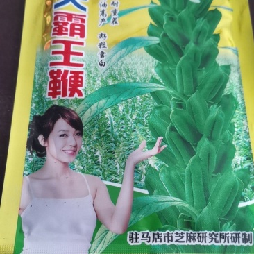 白芝麻种子