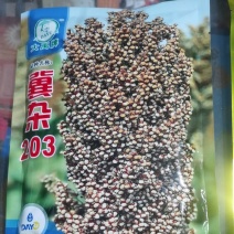 高粱新品种冀杂203