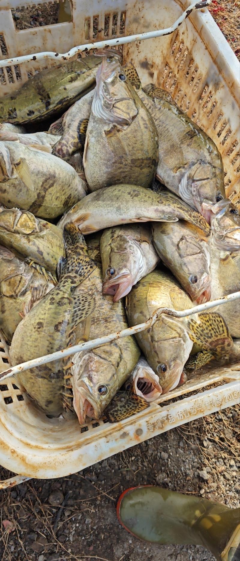 鳜鱼各种规格，精品桂鱼，下塘垂钓上市场都可以