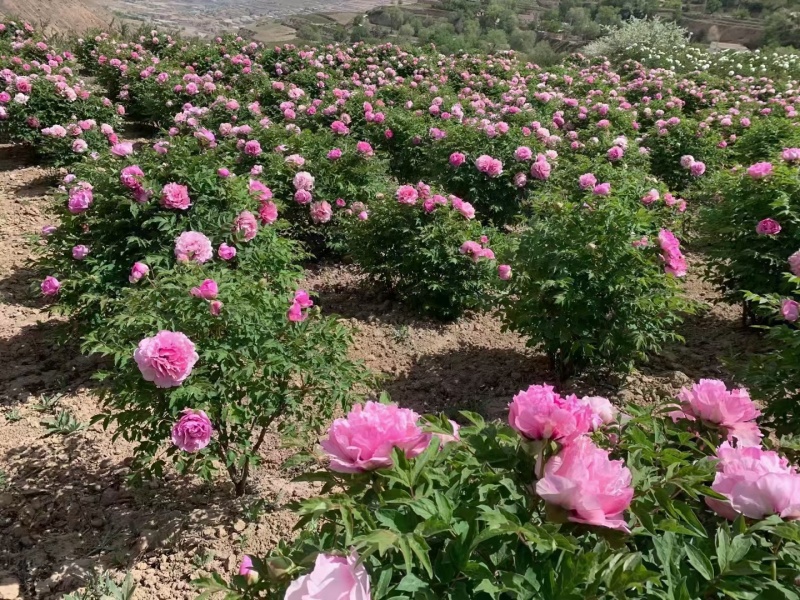 精品白芍芽