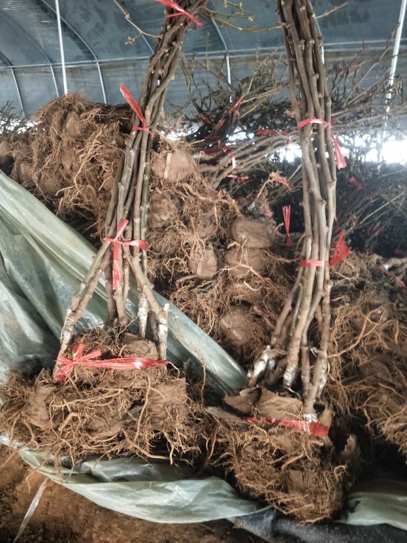 猕猴桃种植基地直发根系发达，品质保证！老板！恭喜发财！