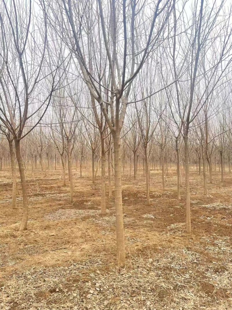 河北省沧州献县淮镇桑树苗基地欢迎您。。。