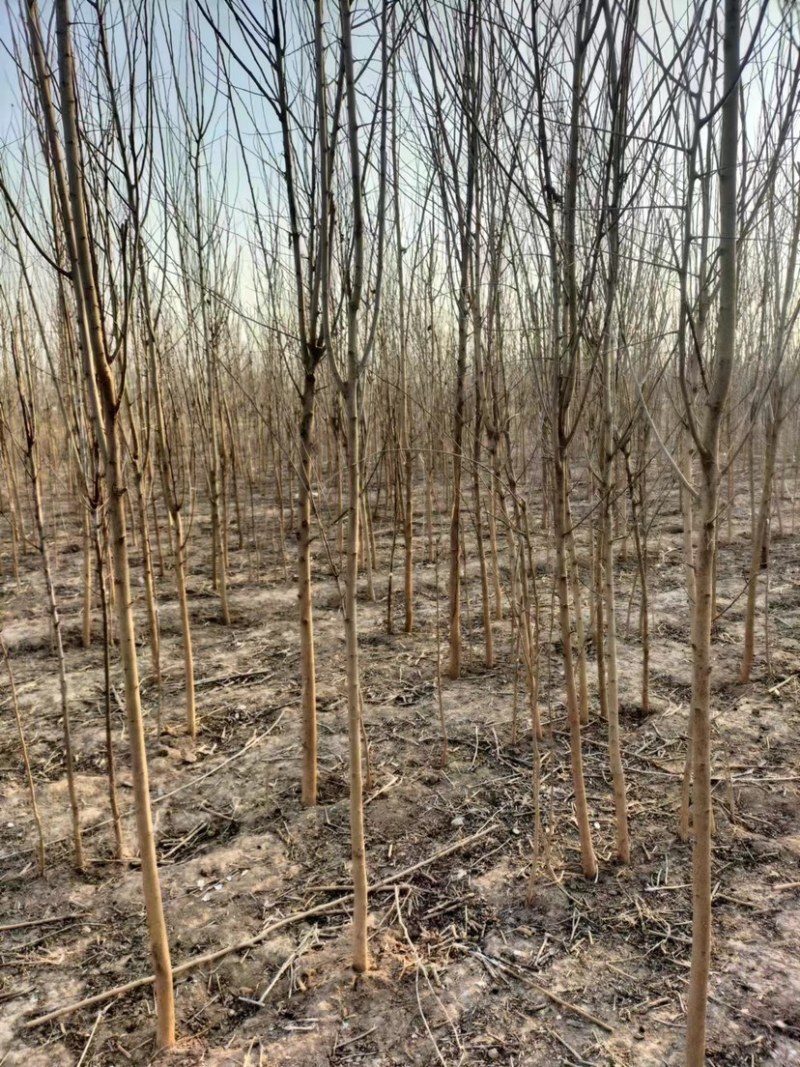 河北省沧州献县淮镇桑树苗基地欢迎您。。。