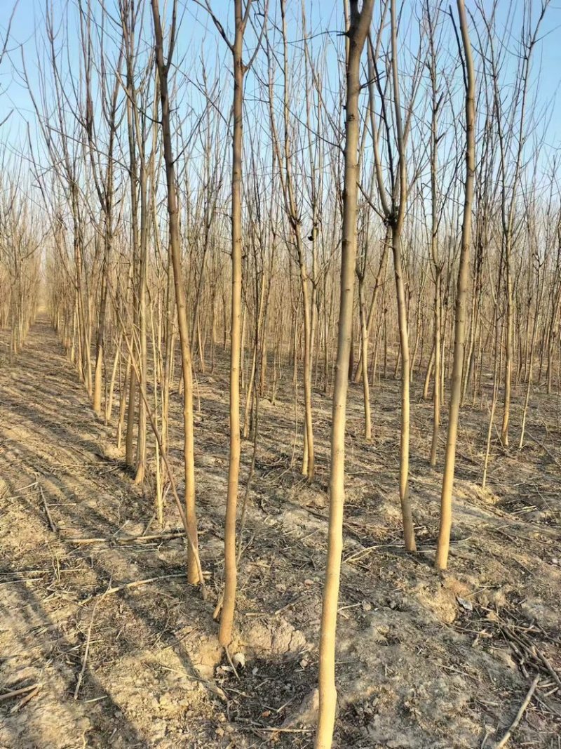 河北省沧州献县淮镇桑树苗基地欢迎您。。。