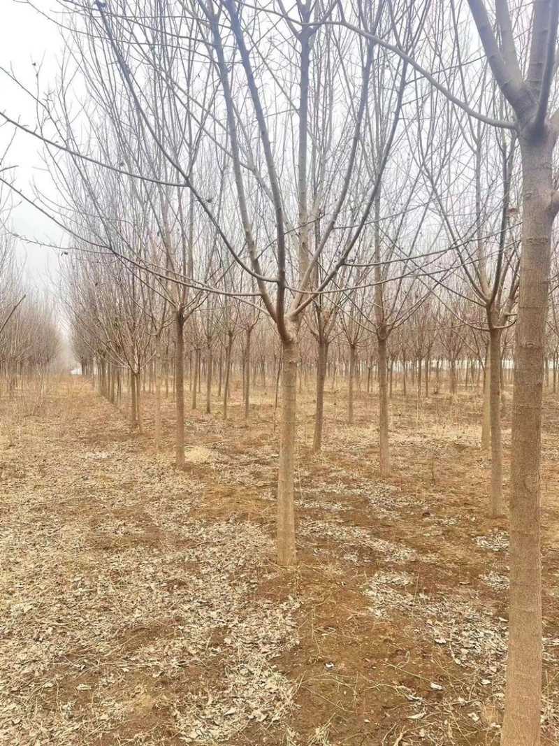 河北省沧州献县淮镇桑树苗基地欢迎您。。。