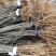 河北省沧州献县淮镇桑树苗基地欢迎您。。。