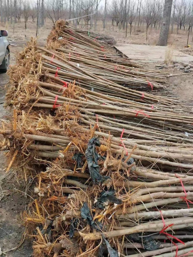 河北省沧州献县淮镇桑树苗基地欢迎您。。。