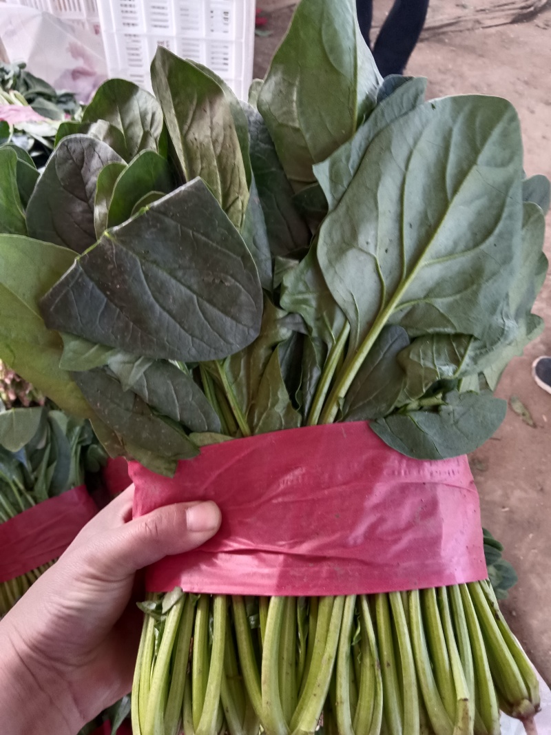 【实力】山东菠菜大量上市，货源充足，现采现发品质保证