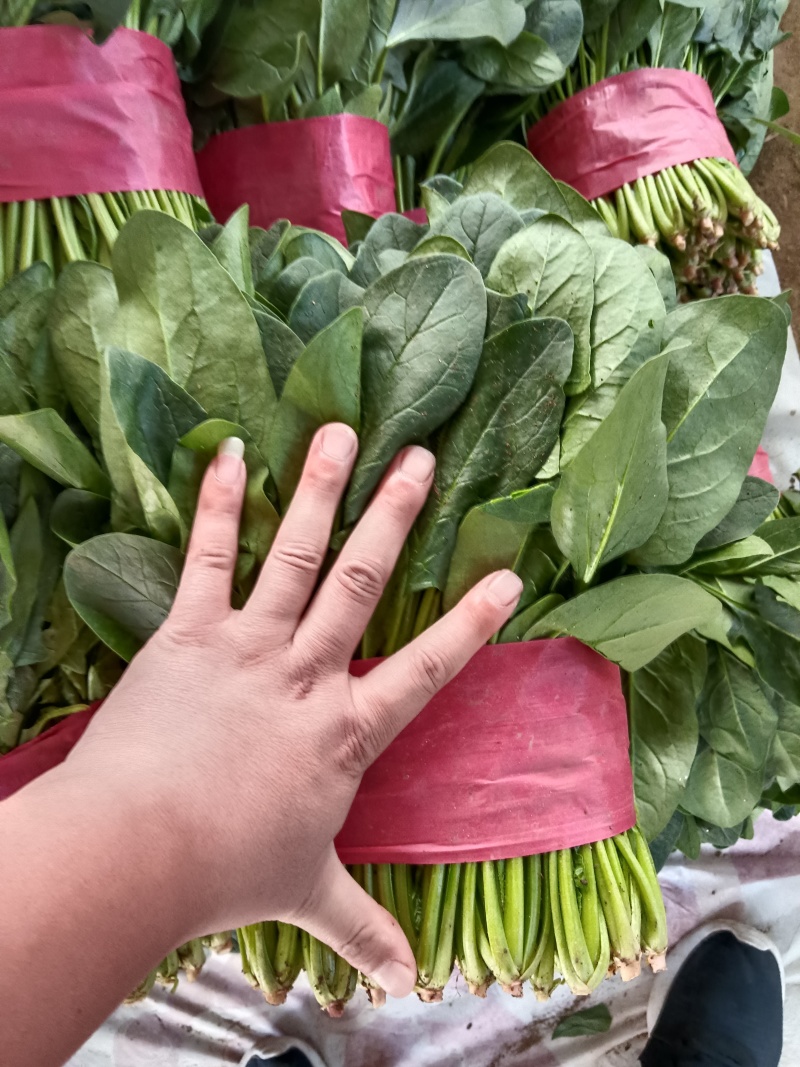 【实力】山东菠菜大量上市，货源充足，现采现发品质保证