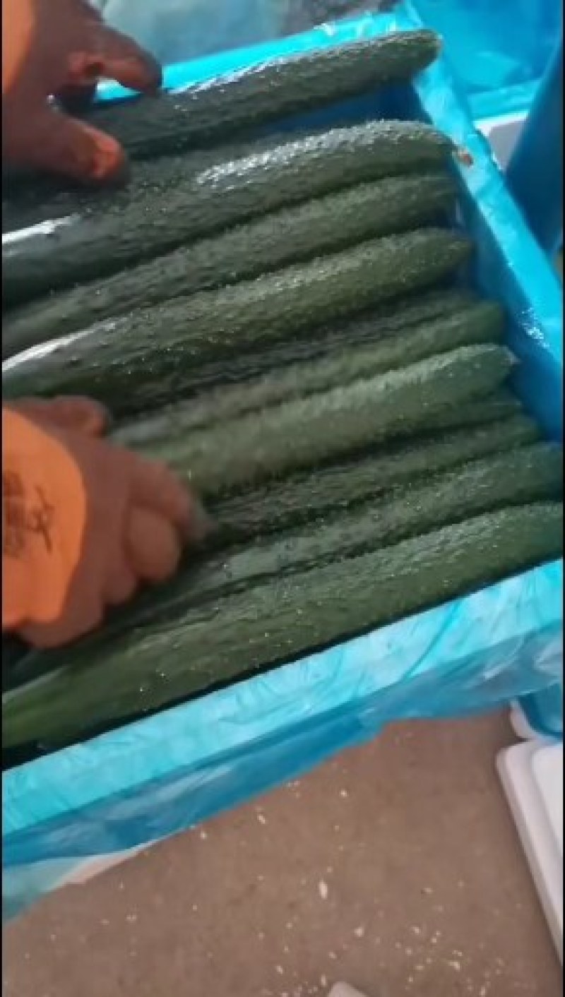 密刺黄瓜