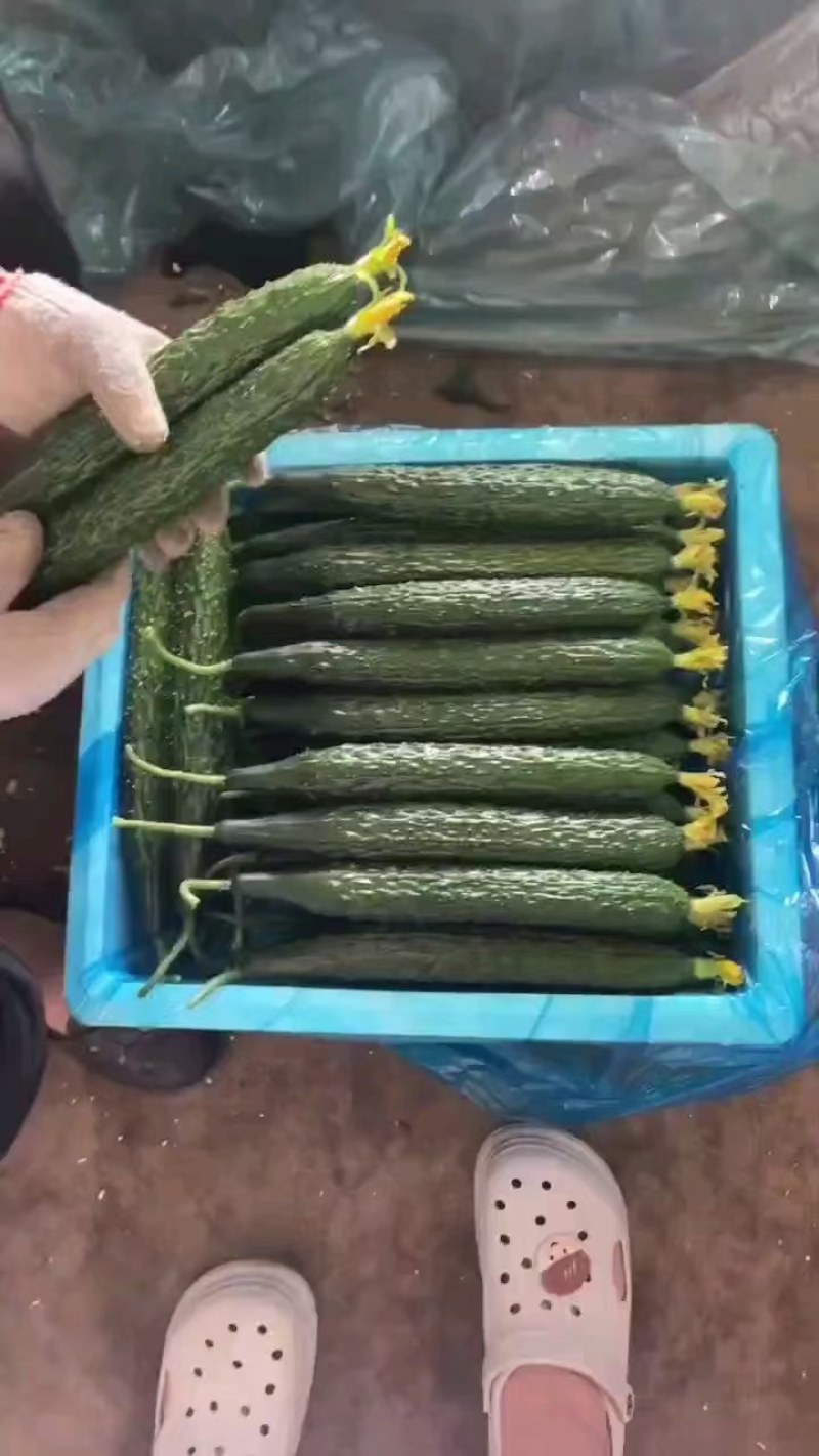 密刺黄瓜