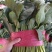 【实力】山东菠菜大量上市，货源充足，现采现发品质保证