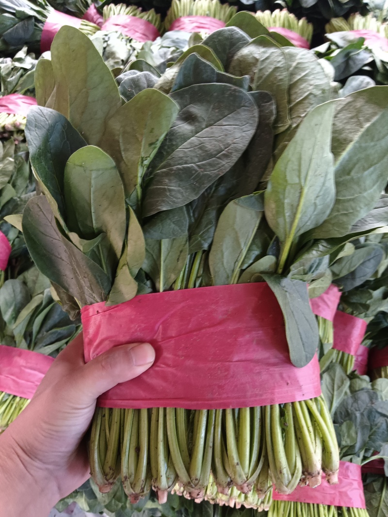 【实力】山东菠菜大量上市，货源充足，现采现发品质保证