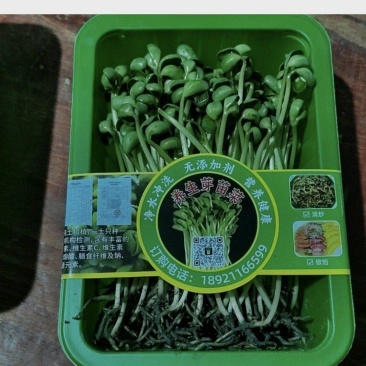 精品土培黄豆芽苗菜
