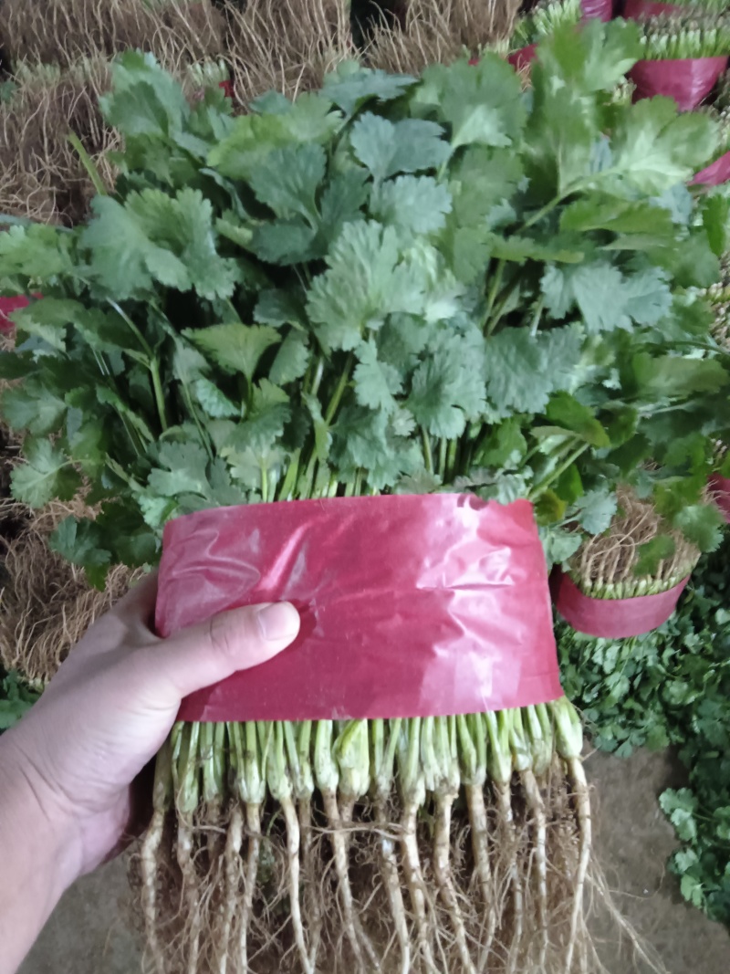 【实力】山东泰安精品大叶香菜，现采现发，品质保证