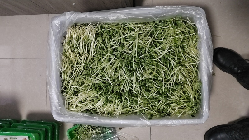 精品土培黄豆芽苗菜