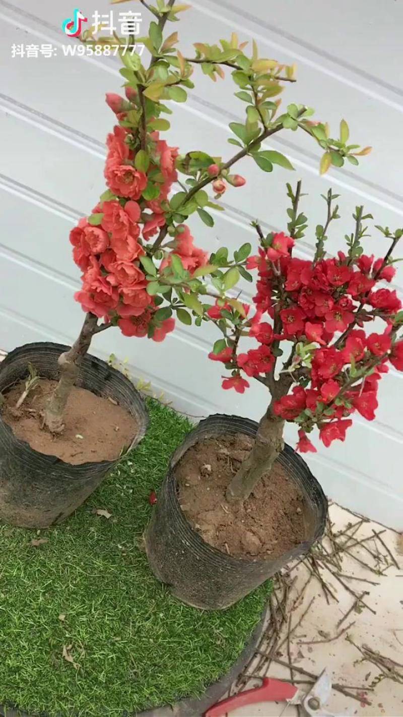 世界一海棠长寿冠海棠东洋锦海棠花仙女海棠