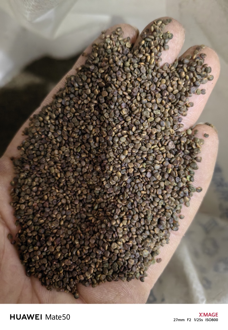 沙苑子沙菀子精品干净无杂质新货上市万信药业只做精品