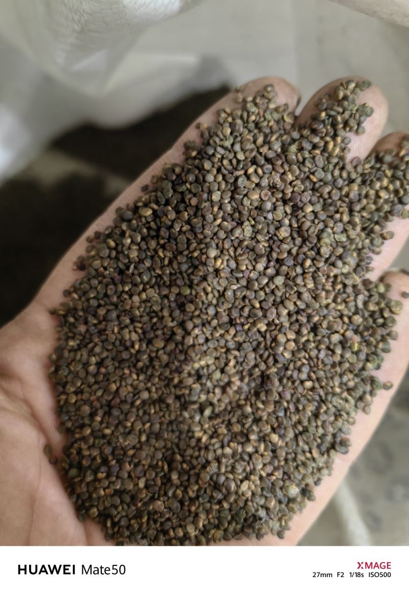 沙苑子沙菀子精品干净无杂质新货上市万信药业只做精品