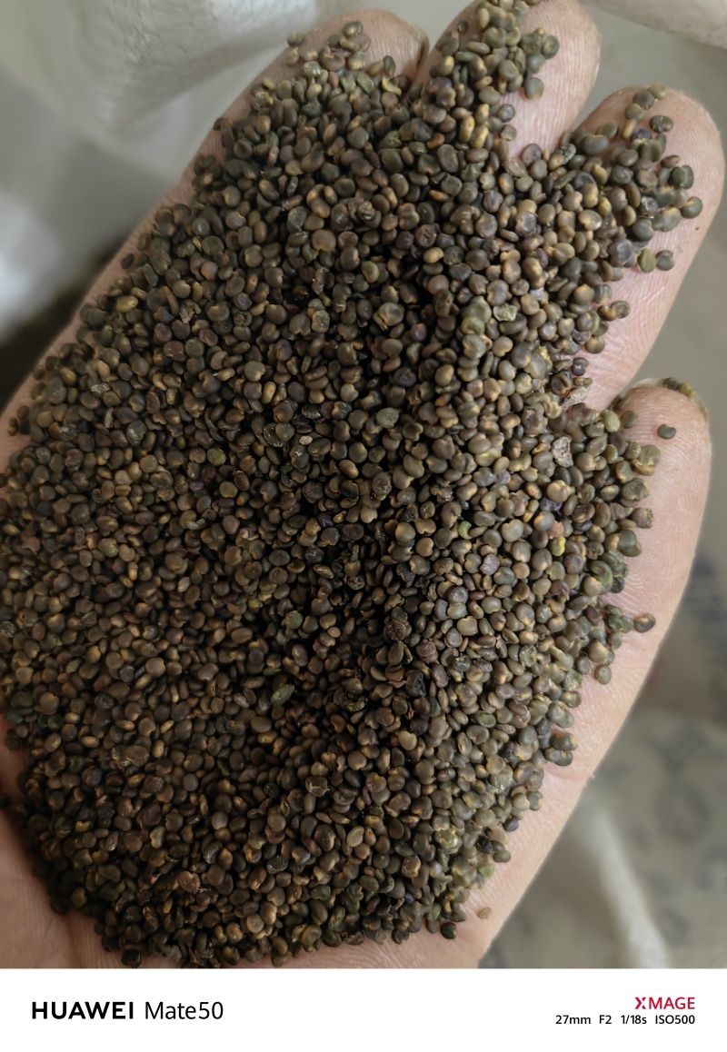 沙苑子沙菀子精品干净无杂质新货上市万信药业只做精品