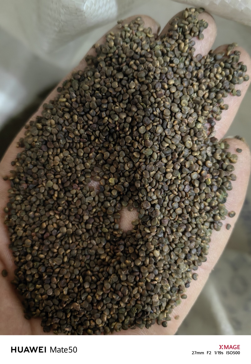 沙苑子沙菀子精品干净无杂质新货上市万信药业只做精品
