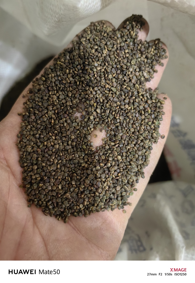 沙苑子沙菀子精品干净无杂质新货上市万信药业只做精品