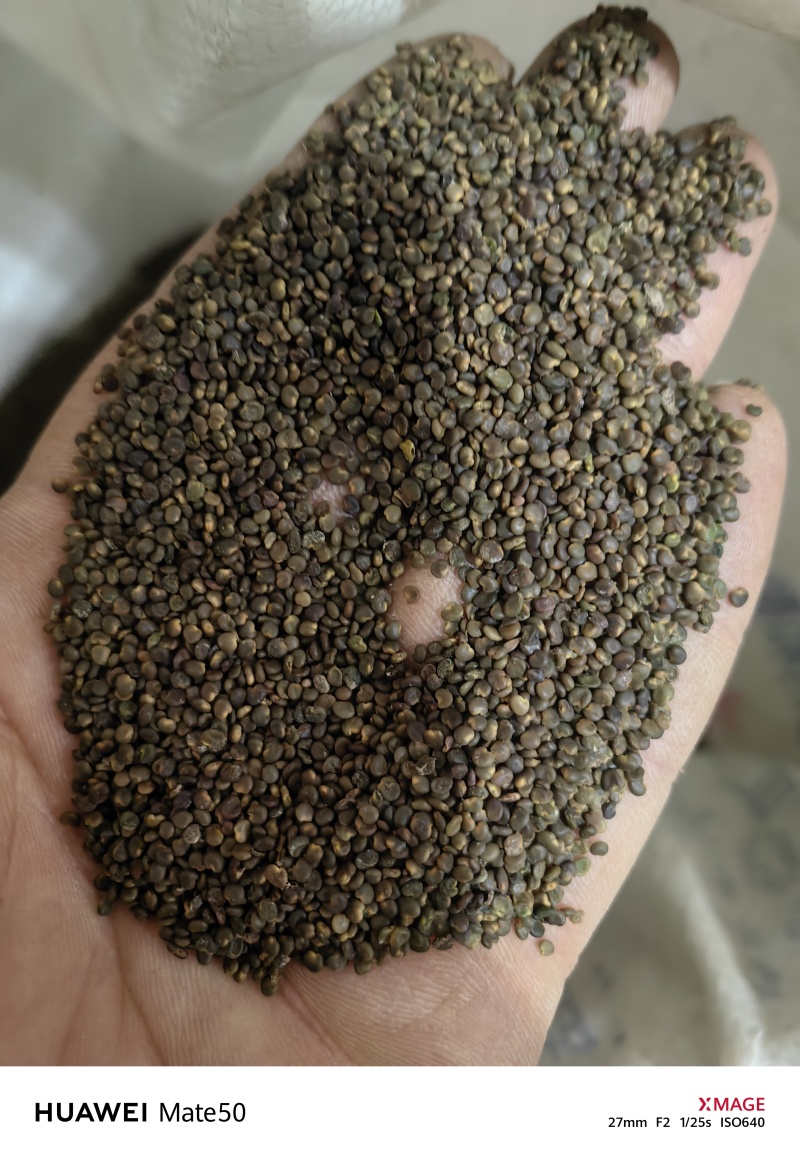 沙苑子沙菀子精品干净无杂质新货上市万信药业只做精品